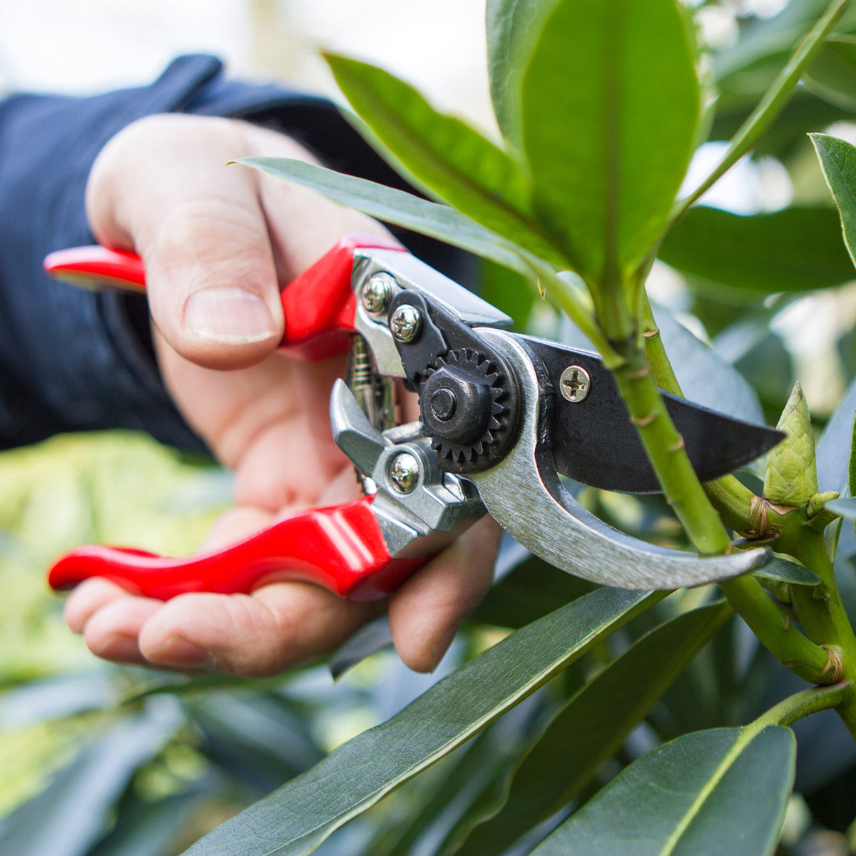 Darlac-Professional-Linkshaender-Gartenschere-DP631-anwendung-lafueliki